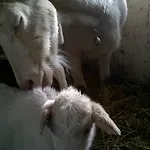 Gospodarstwo agroturystyczne Agriturismo Il Mausset