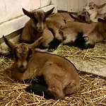 Agriturismo Il Mausset Gospodarstwo agroturystyczne *
