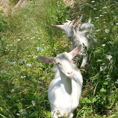 Agriturismo Il Mausset