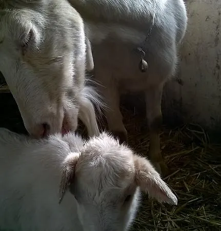 Farmház Agriturismo Il Mausset